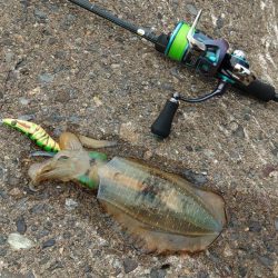 エギング秋シーズン開幕！ ～越前海岸～